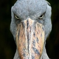 Костя Кит
