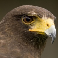 Nevermore Crow