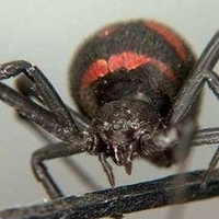 caracurt