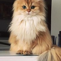 MEHDI_KH0SRAVI