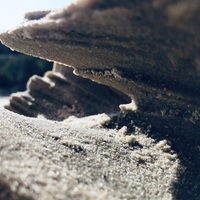 MISTERIGORTRIF