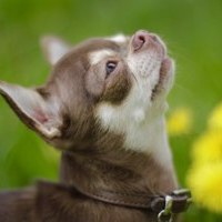 chihuahuaha