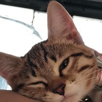 noxnoxi