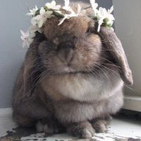 Moon rabbit