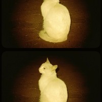 Раиль Ибрагимов