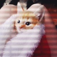 Zahar