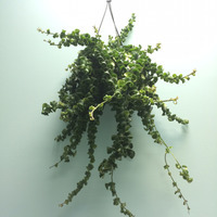 Алексей Гжибовский