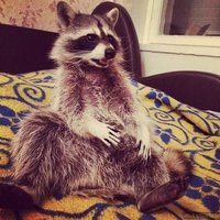 Horny Racoon