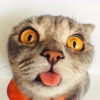 Котики