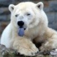 Balu Bear