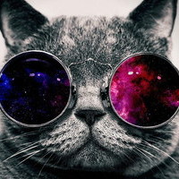 Креативный кот