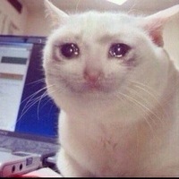 плачущий кот