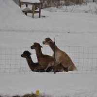 Андрианов Андрей