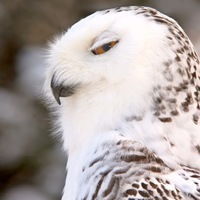 Александр Охрименко