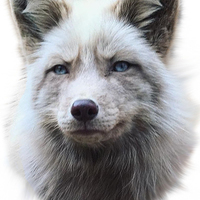 Winter Fox