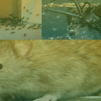 Pest Control Ecosafe