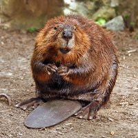 Gelatinousbeaver