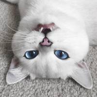 Котики и АНАЛитика