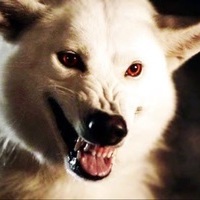 Ghost_the_Direwolf