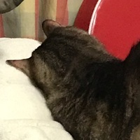 boris