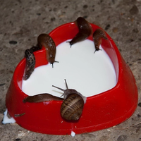 snail slime