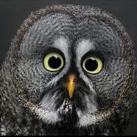 Birdwatcher