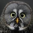 Coub - Birdwatcher