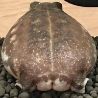 попка жабы