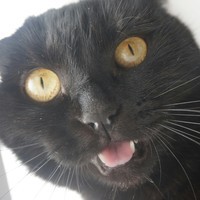 MOCKBAOMCK