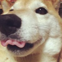 Goosyara