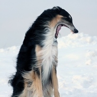 BadBorzoi(ifunny)