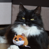 MeetTheFoxy