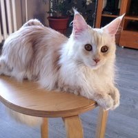 Moon  Cat