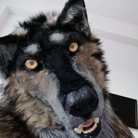 FurryLucien