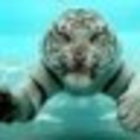 White Tiger