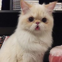 NYAN