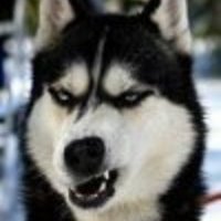 Bloodik Shiba