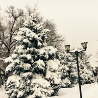 shanshiashvili