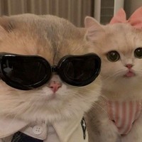 Psy_Cat