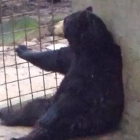 sadbear