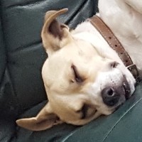 Dangermuffin