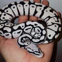 Kira