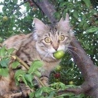 Саня Власов