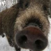 Илья Нечаев