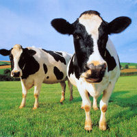 scarecrowcow