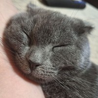The Cat