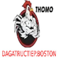 ĐÁ GÀ TRỰC TIẾP