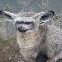 Miminosha