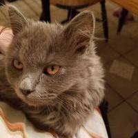 Meownadia