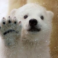 772